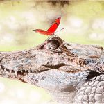 Jömi, Krokodil mit Schmetterling