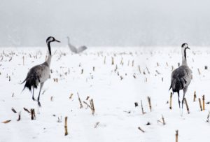 Kranich, Kraniche, Schnee
