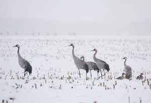 Kranich, Kraniche, Schnee