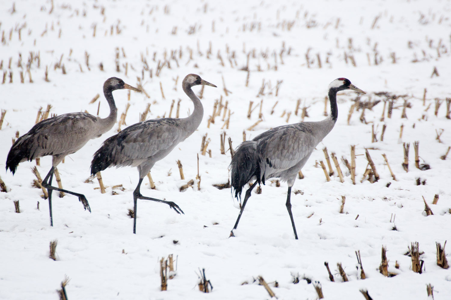 Kranich, Kraniche, Schnee