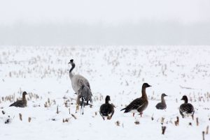 Kranich, Kraniche, Schnee