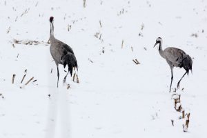 Kranich, Kraniche, Schnee