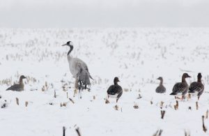 Kranich, Kraniche, Schnee