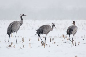 Kranich, Kraniche, Schnee