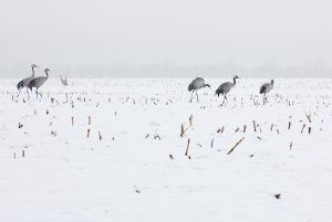 Kranich, Kraniche, Schnee