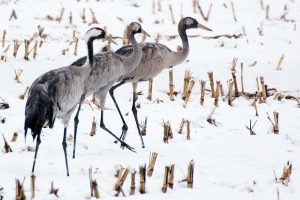 Kranich, Kraniche, Schnee