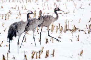Kranich, Kraniche, Schnee