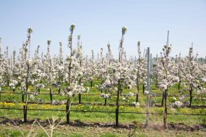 In wenigen Jahren wird unter diesen Bäumen gefeiert