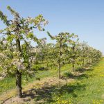 Obstblütenfest auf Van Dam's Kirchenhof