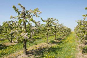Obstblütenfest auf Van Dam's Kirchenhof