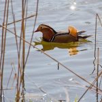 Mandarinente, Haussee, Park Petzow