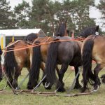 Titanen der Rennbahn 2018
