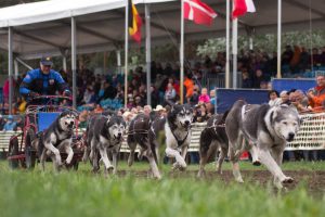 Siberian Huskys, Titanen der Rennbahn