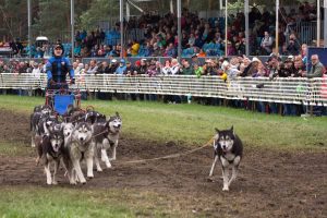 Siberian Huskys, Titanen der Rennbahn