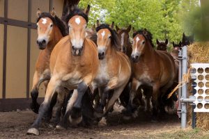 Titanen der Rennbahn 2018