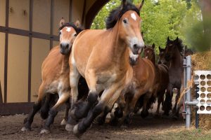 Titanen der Rennbahn 2018