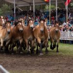 Titanen der Rennbahn 2018