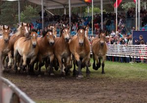 Titanen der Rennbahn 2018