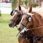 Titanen der Rennbahn 2018