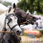Titanen der Rennbahn 2018