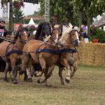 Titanen der Rennbahn 2018