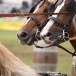 Titanen der Rennbahn 2018