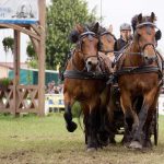 Titanen der Rennbahn 2018