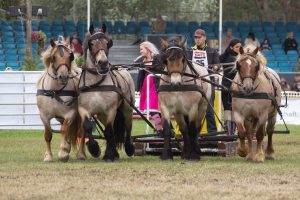 Titanen der Rennbahn 2018