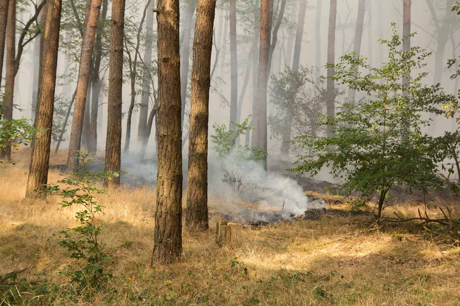 Waldbrand, Fichtenwalde, Feuerwehr