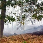 Waldbrand, Fichtenwalde, Feuerwehr