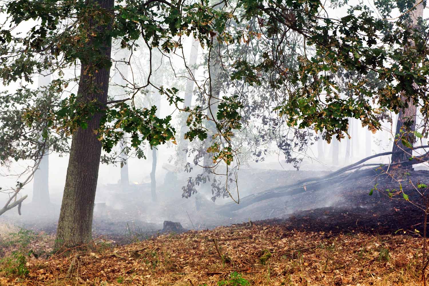 Waldbrand, Fichtenwalde, Feuerwehr