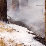 Waldbrand, Fichtenwalde, Feuerwehr