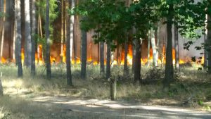 Feuerwehr, Brand, Waldbrand, Treuenbrietzen, Jüterbog, FFW Gömnigk