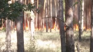 Feuerwehr, Brand, Waldbrand, Treuenbrietzen, Jüterbog, FFW Gömnigk