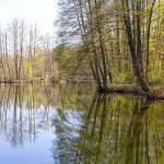 Damsdorf, Damsdorfer Fenn