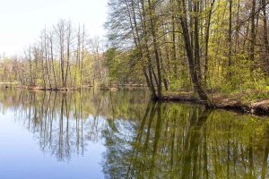 Damsdorf, Damsdorfer Fenn