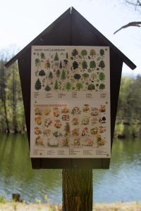 Damsdorf, Damsdorfer Fenn