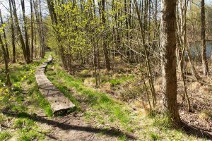 Damsdorf, Damsdorfer Fenn