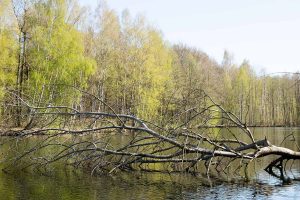 Damsdorf, Damsdorfer Fenn