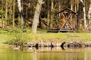 Damsdorf, Damsdorfer Fenn