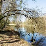 Damsdorf, Damsdorfer Fenn