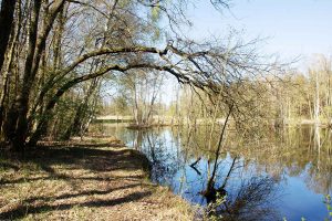 Damsdorf, Damsdorfer Fenn