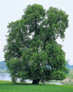 Flatter-Ulme, Baum des Jahres 2019