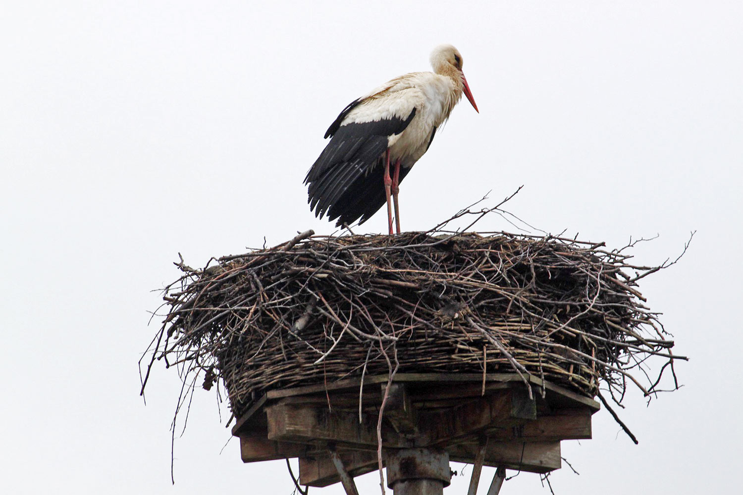 Storch, Cammer