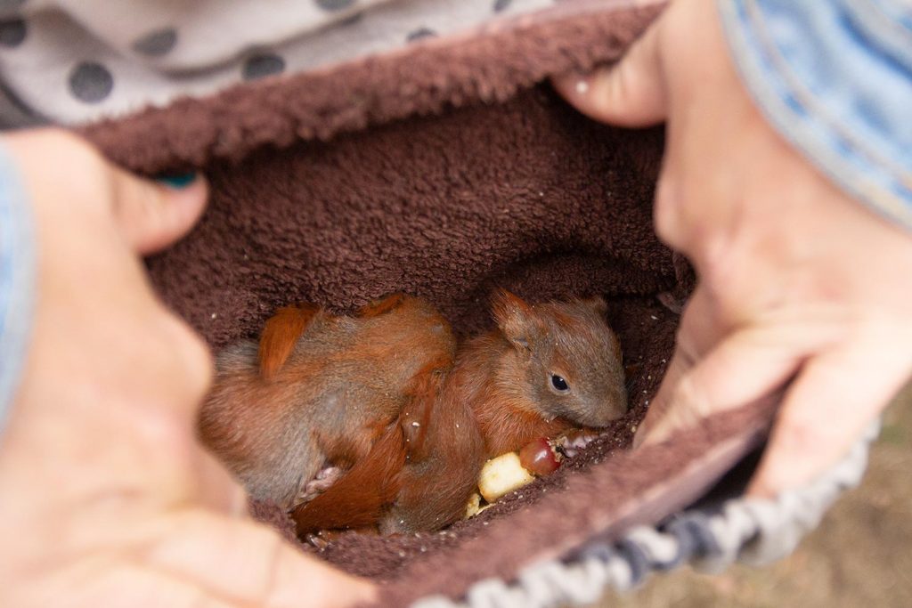 Eichhörnchen, Eichhörnchenbabys