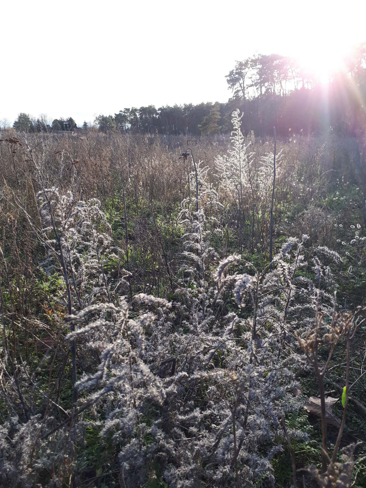 Blühwiese im Winter 2019