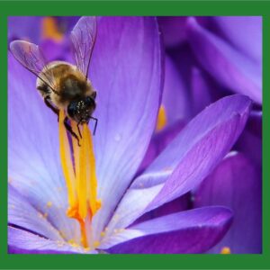 Blühstreifen Beelitz