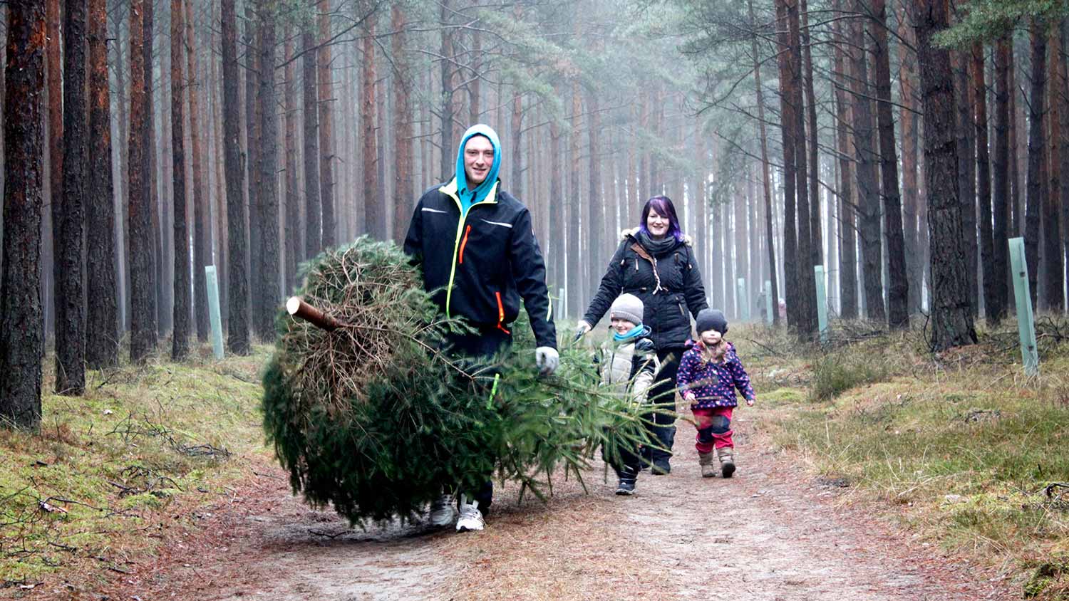 Weihnachtsbäume selber schlagen