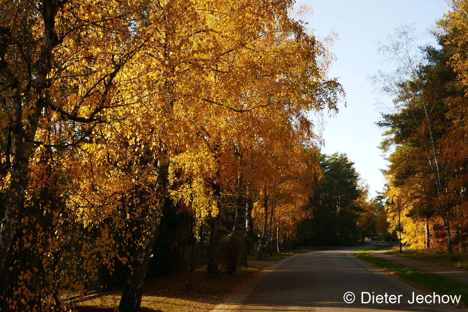 Borkwalde im Herbst