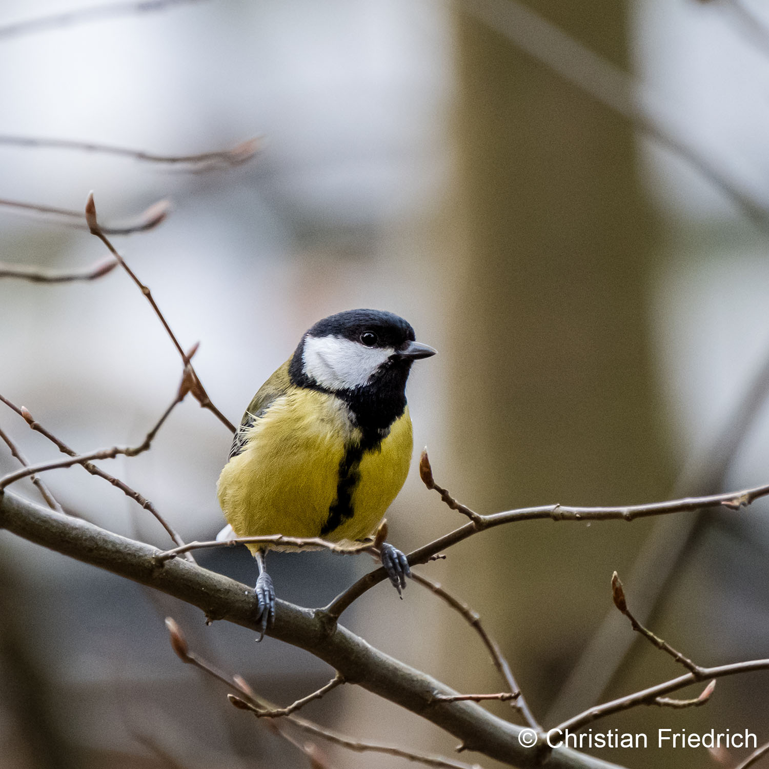 Wintervogel Meise